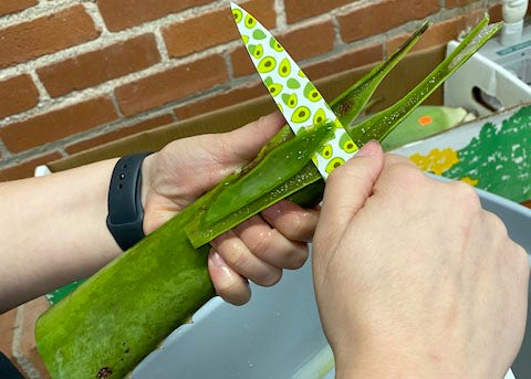 Scraping aloe out of aloe leaves