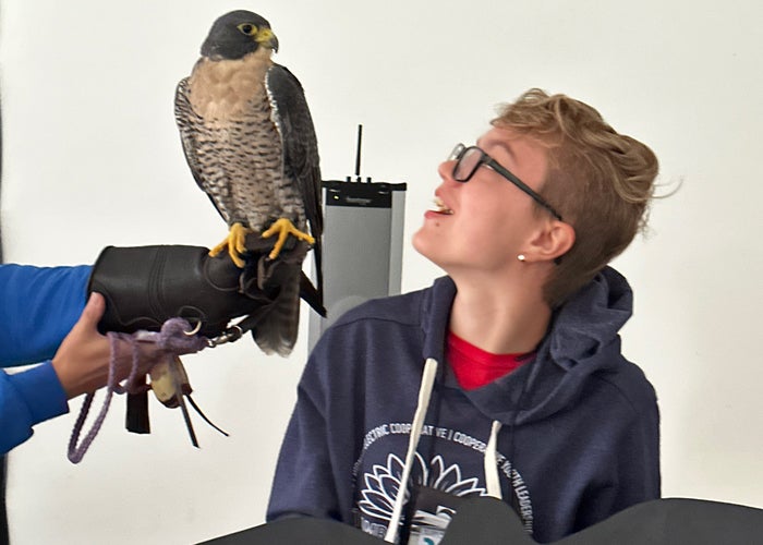 While attending camp, students learn about avian raptors including this falcon