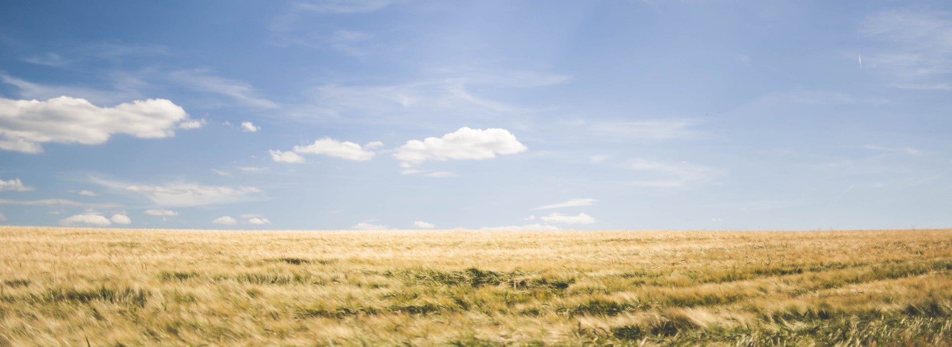 Field, sky, cloud and crops