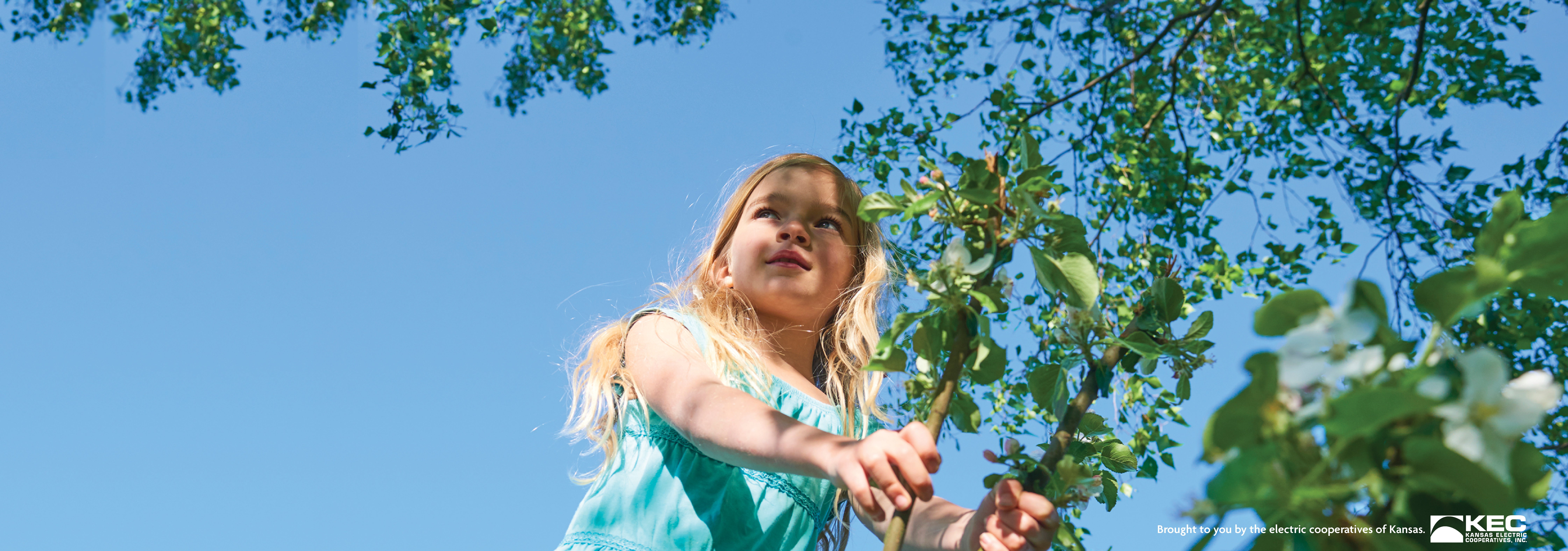 Tree Safety